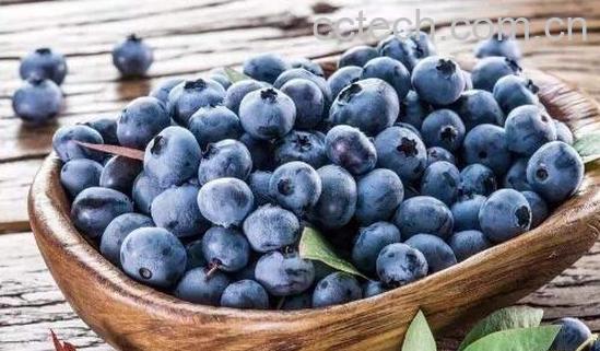 蓝莓怎么洗才干净 蓝莓的正确清洗方法-0