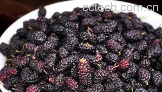 桑葚怎么洗干净 桑葚的正确清洗方法-1