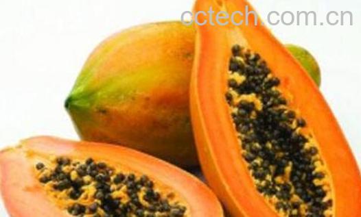 吃木瓜的禁忌有哪些 木瓜相克食物及禁忌-0