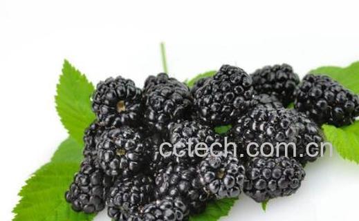 女人吃桑葚的禁忌-0