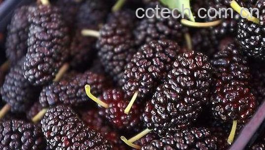 女人吃桑葚的禁忌-1