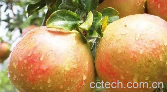 女人吃酸石榴的功效与作用-0