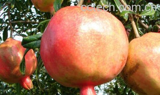 女人吃酸石榴的功效与作用-1