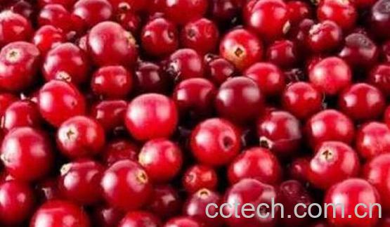 蔓越莓的功效与作用及禁忌-0