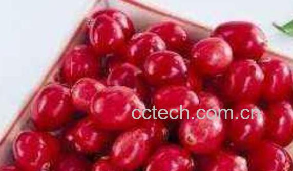 蔓越莓的功效与作用及禁忌-1