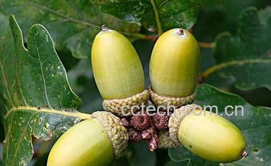 橡果和榛子的区别-0