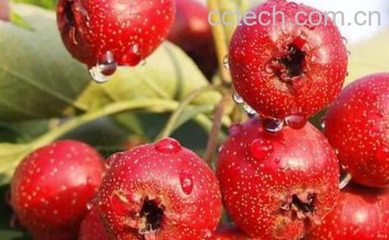 孕妇禁吃十大水果有哪些-1