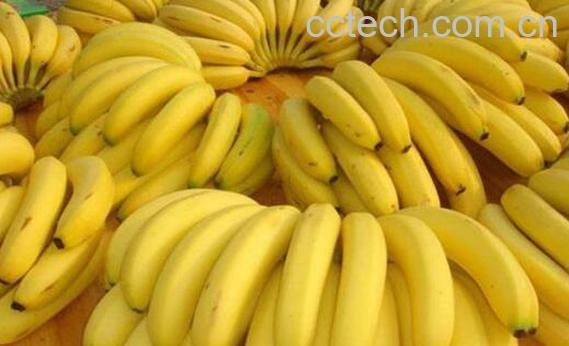 最适合孕妇吃的6种水果-0