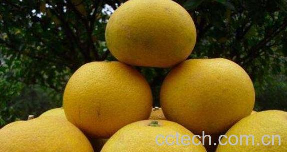 胡柚与橙子的区别 -1