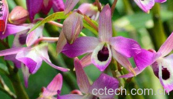 金钗石斛如何修剪 金钗石斛如何管理-0