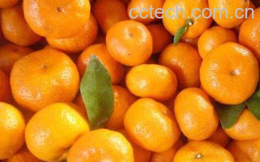 蜜桔的功效与作用禁忌-0