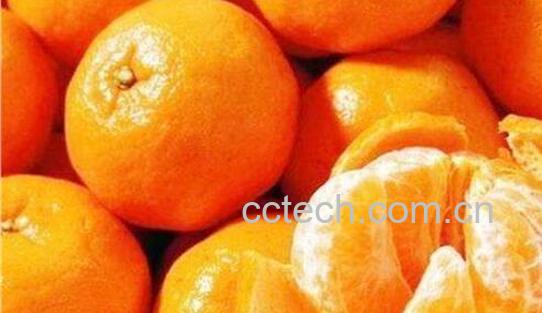 蜜桔的功效与作用禁忌-1