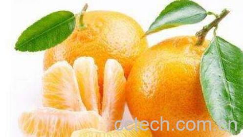 贡桔的功效与作用及禁忌-1