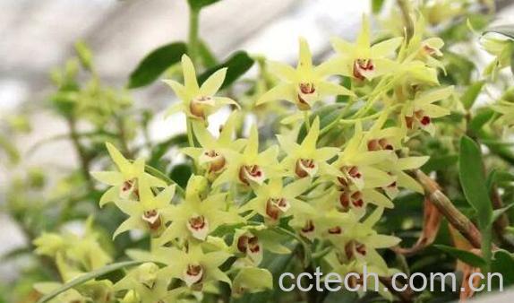 石斛花怎么吃好 石斛花的食用方法-1