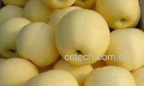 黄元帅的功效与作用-0