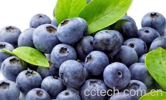 蓝莓怎么洗才干净-0