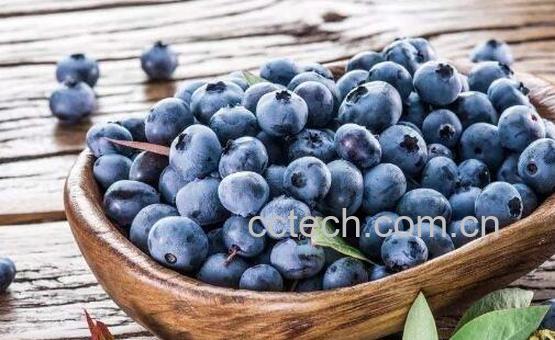 蓝莓怎么洗才干净-1