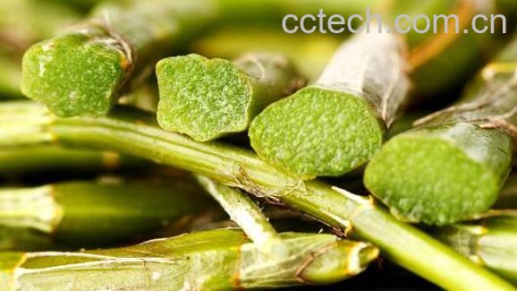 女人吃石斛害处 女人吃石斛有哪些副作用-0