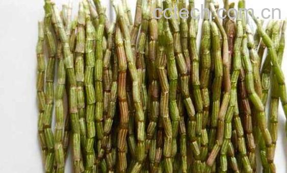 新鲜石斛怎么吃 新鲜石斛的食用方法-0