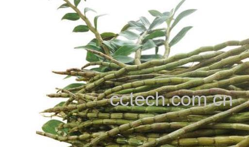 新鲜石斛怎么吃 新鲜石斛的食用方法-1