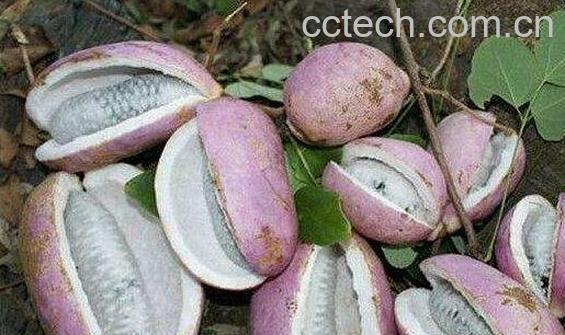 野蕉和香蕉有什么区别-0