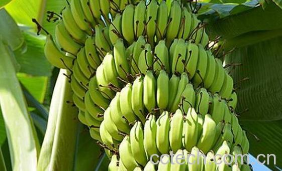 青香蕉催熟最快方法-0