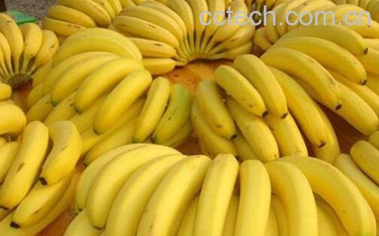 野蕉和香蕉有什么区别-1