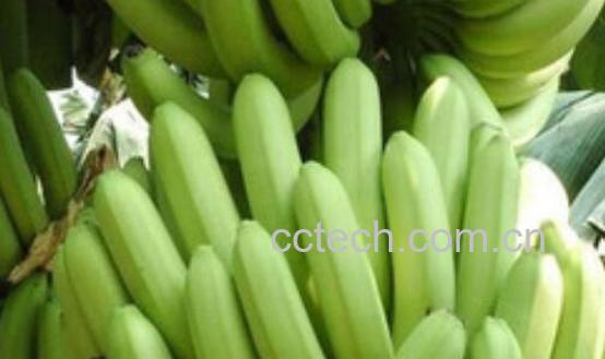 青香蕉催熟最快方法-1