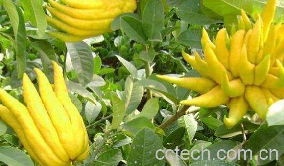 佛手柑油功效与作用-1