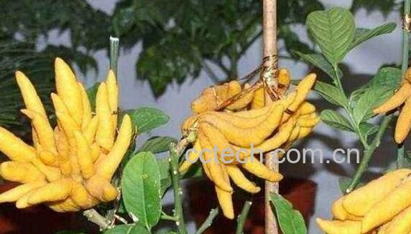 佛手柑油功效与作用-0