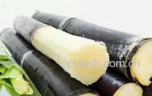 甘蔗的功效与作用及禁忌-1