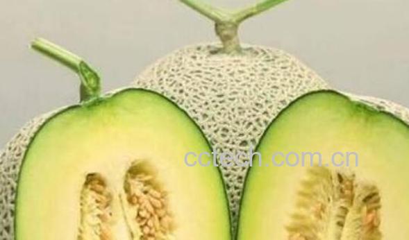 网纹瓜的功效与作用禁忌-1