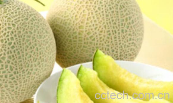 网纹瓜的功效与作用禁忌-0
