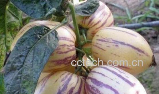 人参果怎样算熟了可以吃 人参果的正确吃法图解-1