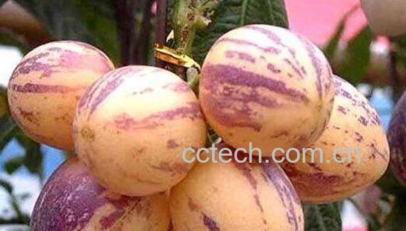 人参果皮可以直接吃的吗 人参果皮如何吃-0