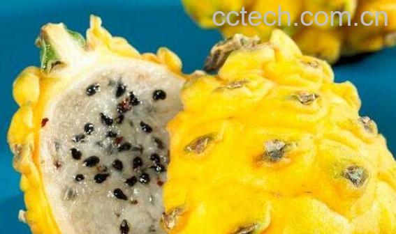 麒麟果的功效与作用及禁忌-1