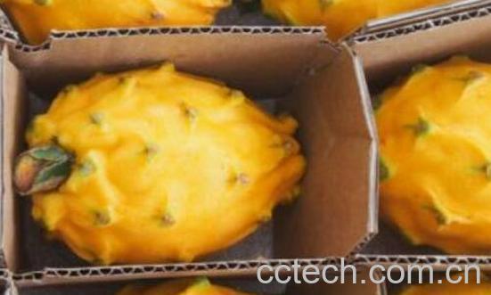 麒麟果和黄龙果的区别 吃麒麟果的好处-0