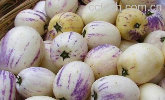 香瓜茄的功效与作用 香瓜茄的食用禁忌-1