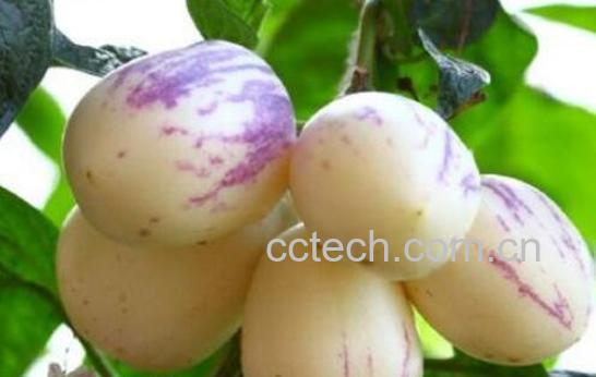 香瓜茄和人参果的区别 吃香瓜茄的好处-0