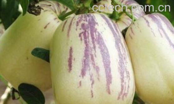 香瓜茄和人参果的区别 吃香瓜茄的好处-1