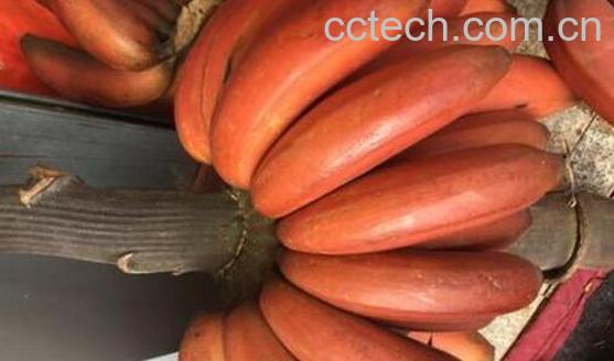 红皮香蕉的作用与功效-0