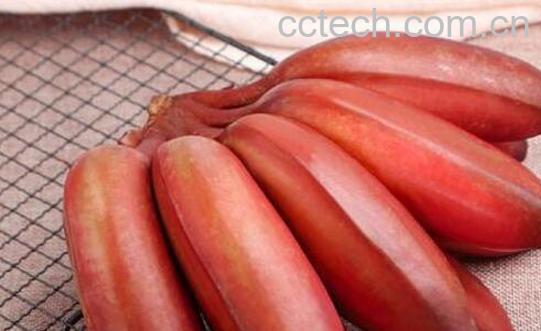 红皮香蕉的作用与功效-1