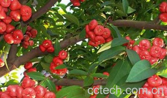 洋蒲桃怎么吃 洋蒲桃有什么功效-1