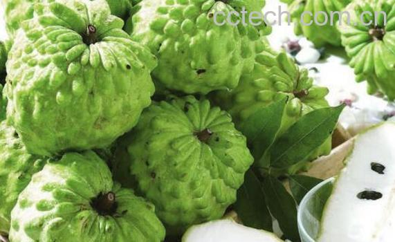 番荔枝哪些人不能吃 番荔枝的食用禁忌-1