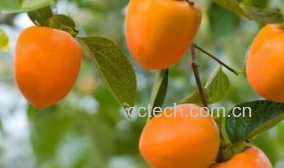 柿子和什么不能一起吃 柿子的食用禁忌-0