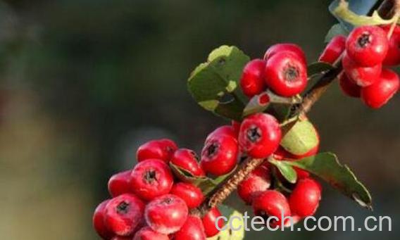 金棘红果粉的功效和作用-1