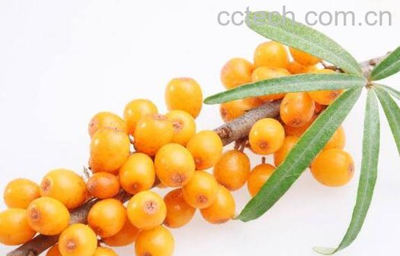  沙棘对女人功效与作用-1