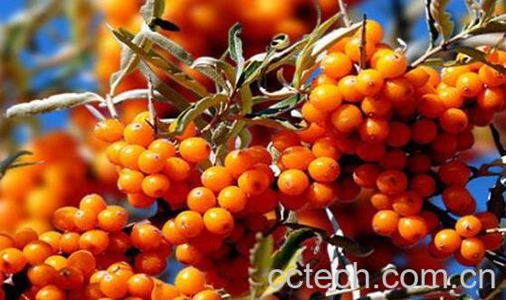  沙棘对女人功效与作用-0