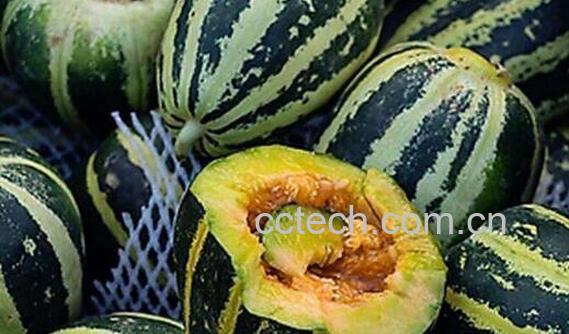 冰糖子瓜怎么吃 冰糖子瓜的食用方法-0