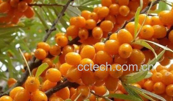 沙棘的十大功效与作用-0